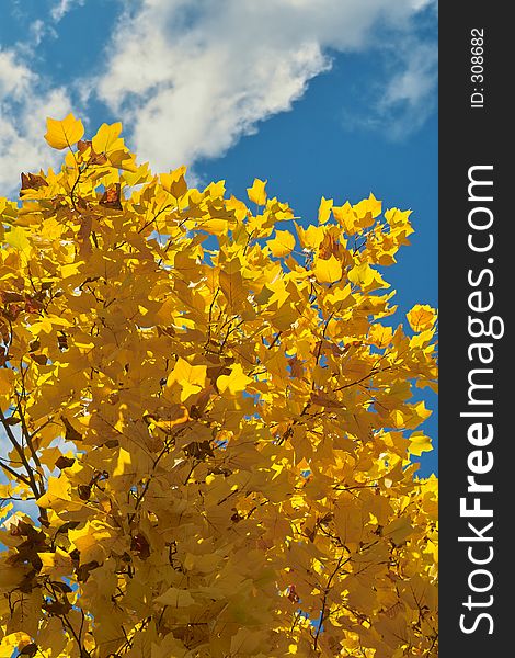 Leaves, sky and clouds