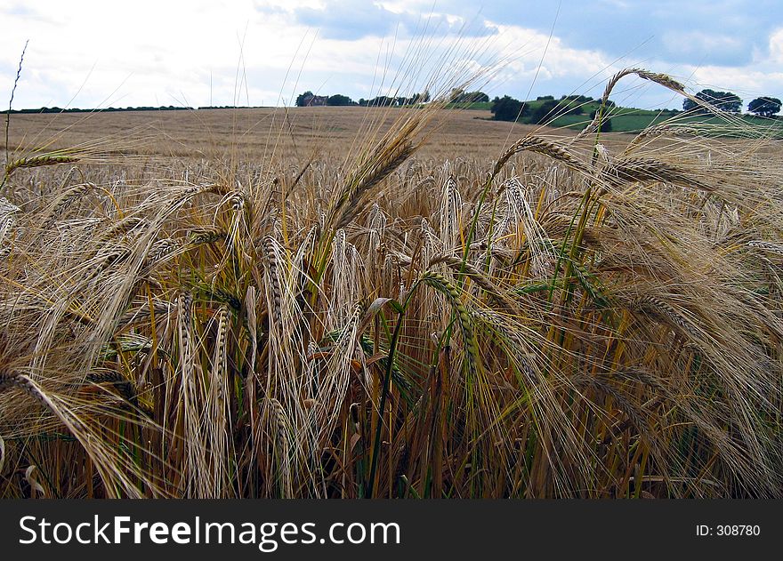 Large depth of field view of a wheta filed with ears in the foreground. Large depth of field view of a wheta filed with ears in the foreground