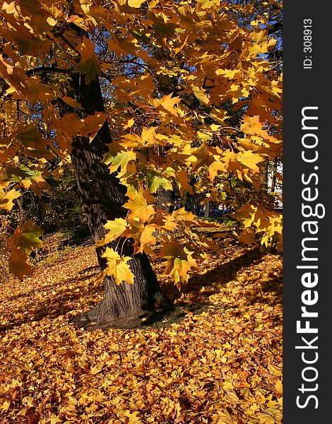 Maple tree with a fallen maple leaves in the autumn. Maple tree with a fallen maple leaves in the autumn