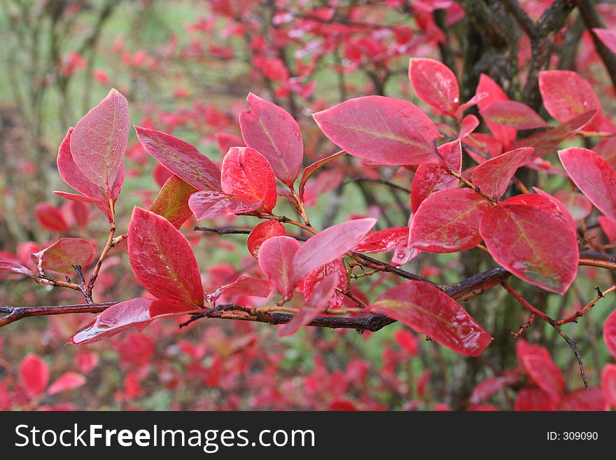 Blueberry Bush