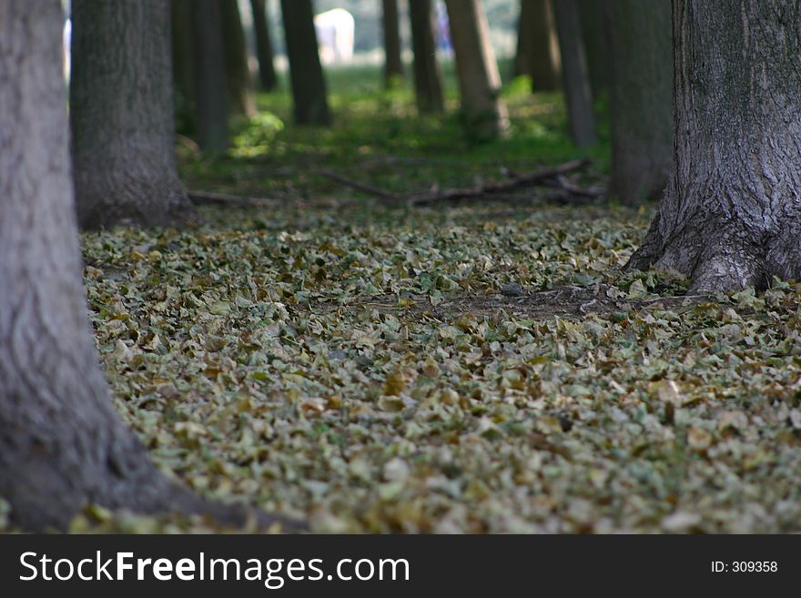 Trees and autumn leaves on the ground forest