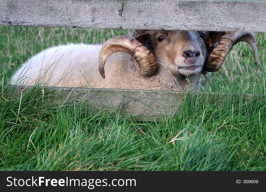 A ram lying down by a wooden fence