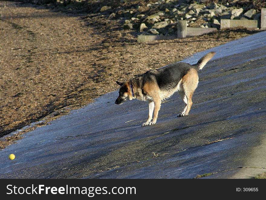 Alsation dog (german shepherd) on beach slope with ball. Alsation dog (german shepherd) on beach slope with ball