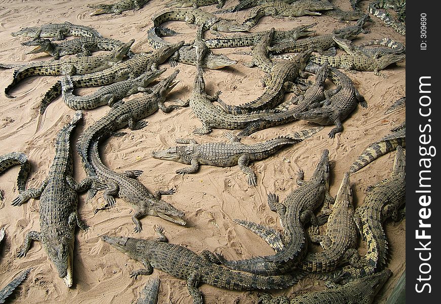 Many crocodiles. Many crocodiles