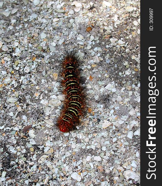 Florida Caterpillar