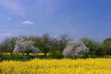 Blooming Orchard And Canola Fi Stock Images Blooming Orchard And Canola Fi Stock Images