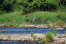 Great Blue Heron Ardea Herodia Royalty Free Stock Image Great Blue Heron Ardea Herodia Royalty Free Stock Image
