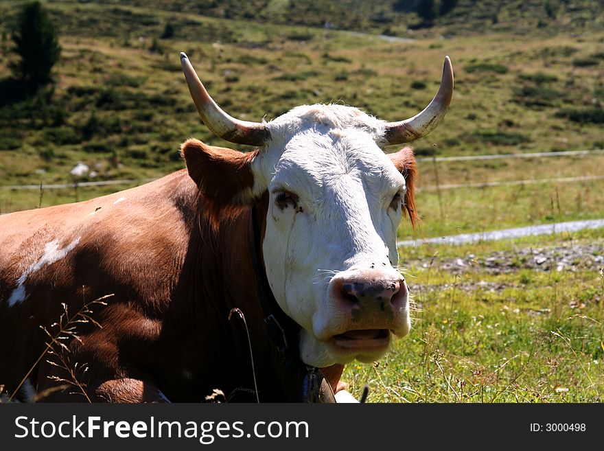 Image of a cow in Austrian Alps / Tirol