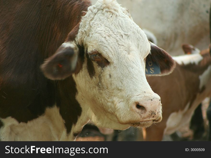 Brown and white cow in a pasture