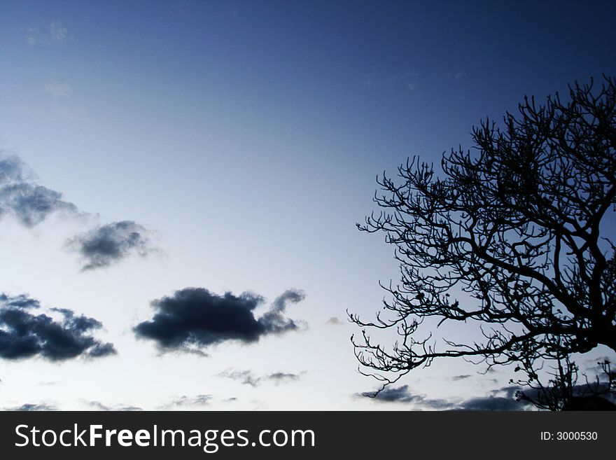 Silhouette of the trees and clouds in the evening. Silhouette of the trees and clouds in the evening.