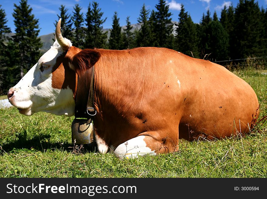 Image of a cow in Austrian Alps / Tirol