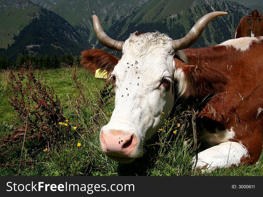 Image of a cow in Austrian Alps / Tirol