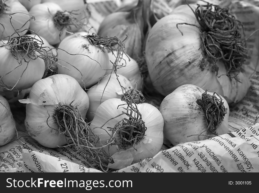 On a photo garlic on the old newspaper