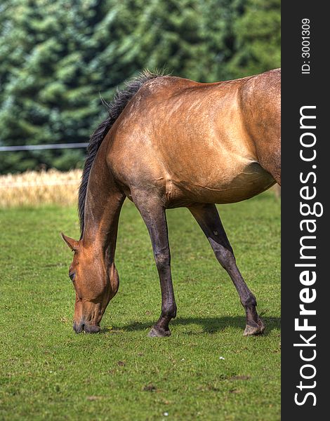 Horse On Field