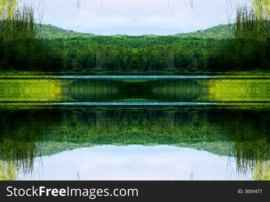 Reeds on the river bank with a forest in the background. Reeds on the river bank with a forest in the background