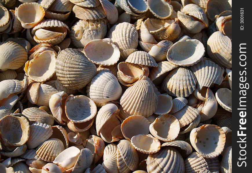 Macro seashells on the beach. Macro seashells on the beach