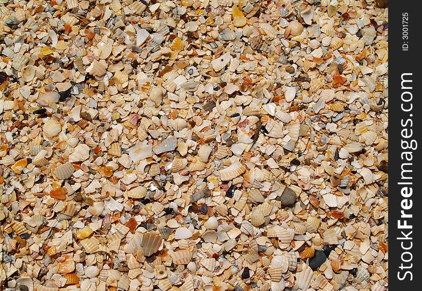 Shells bits on sunny beach. Shells bits on sunny beach