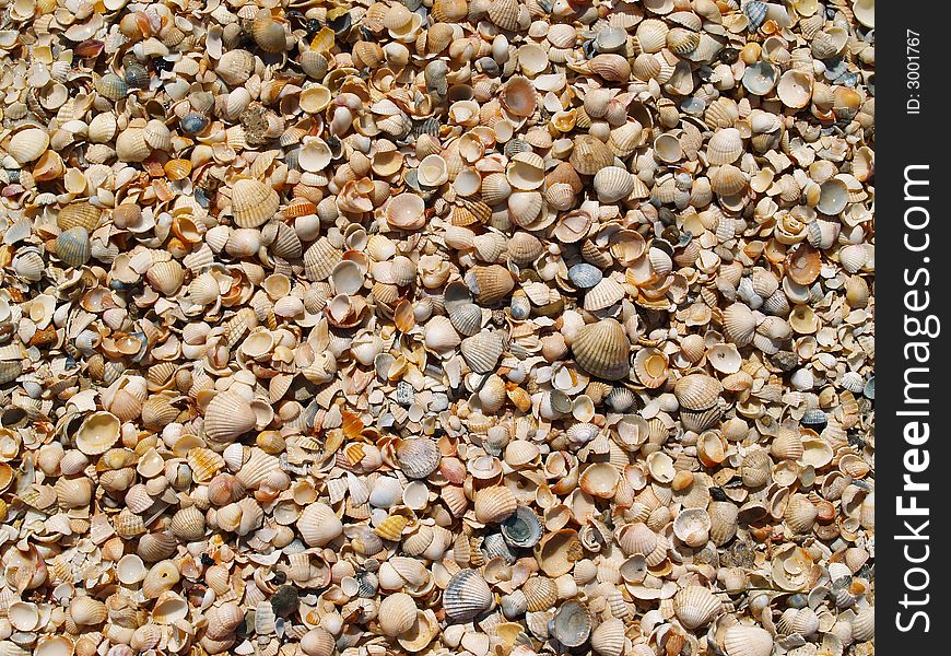 Wet shells on sunny beach. Wet shells on sunny beach