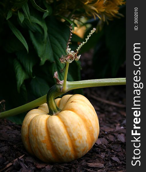 A baby pumpkin growing on the vine. A baby pumpkin growing on the vine.