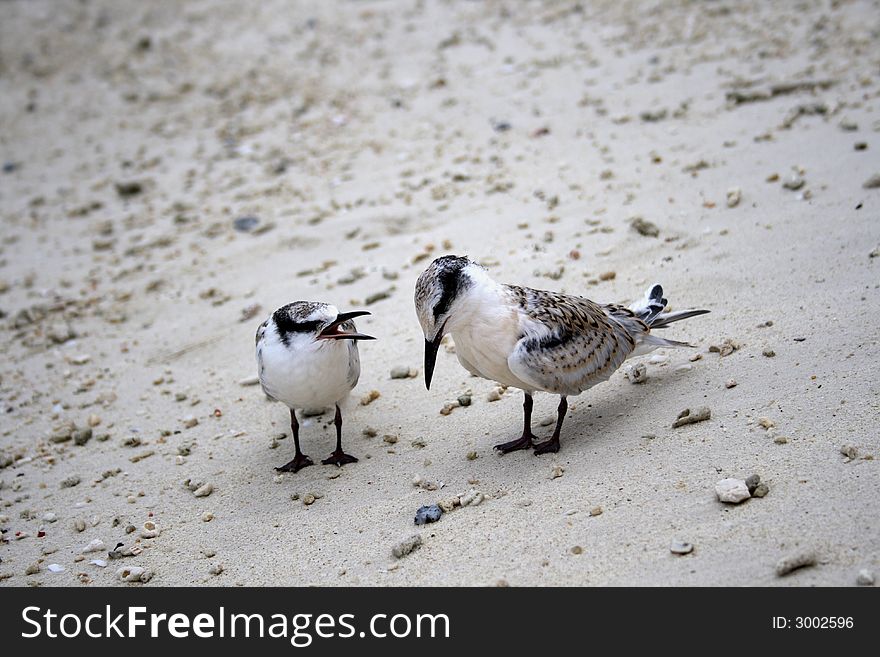 Baby Terns