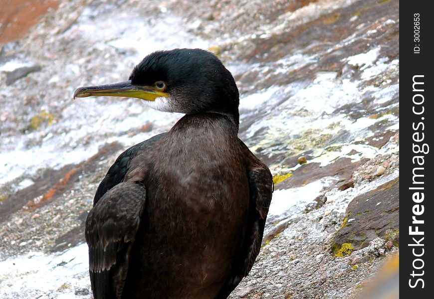 Sea bird called Shag, close up.