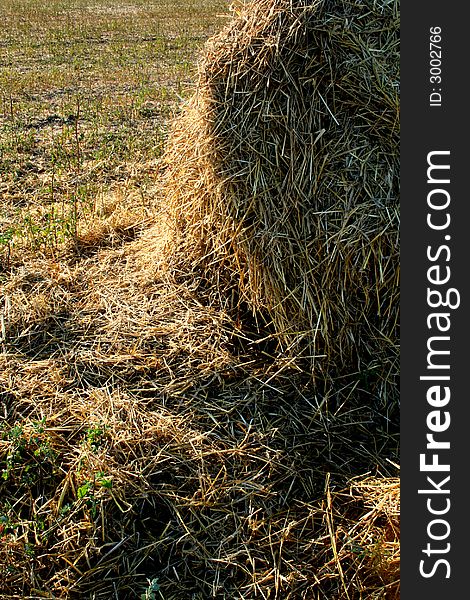 Broken hay bale on the field in a sunny day