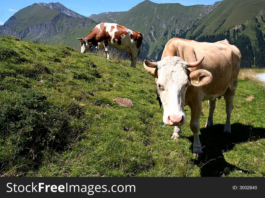 Image of cows in Austrian Alps / Tirol