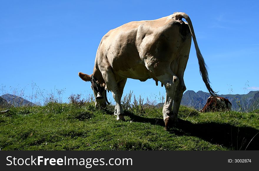 Image of a cow in Austrian Alps / Tirol