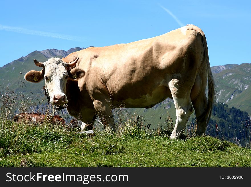 Image of a cow in Austrian Alps / Tirol