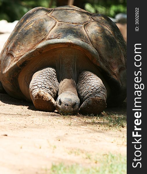 A very old tortoise takes a rest. He has his long neck between his legs. A very old tortoise takes a rest. He has his long neck between his legs