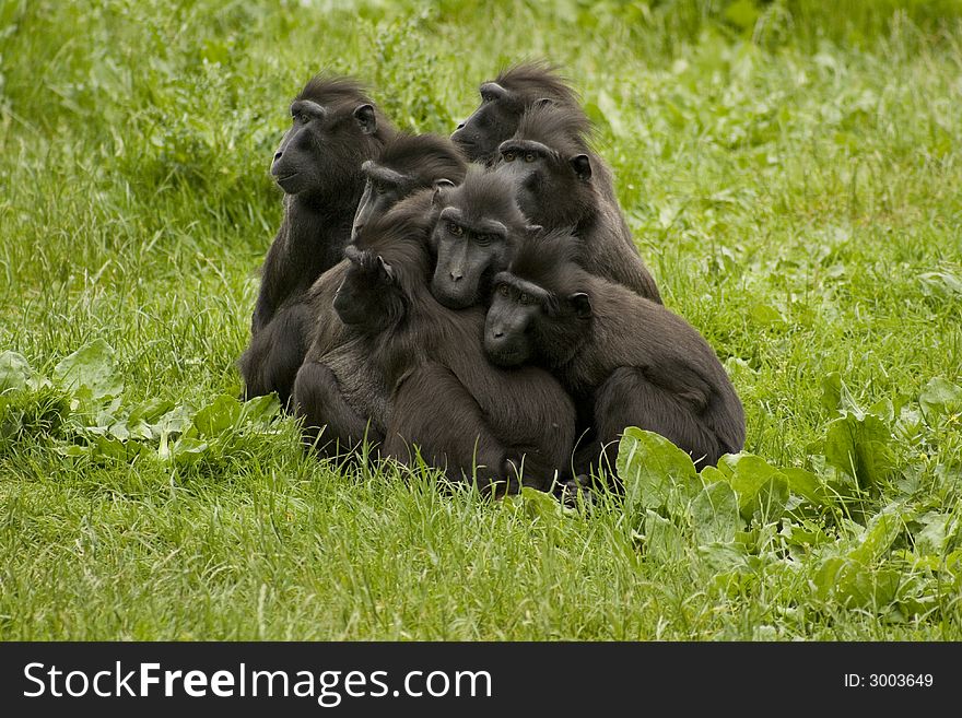 Baboons all in a huddle. Baboons all in a huddle