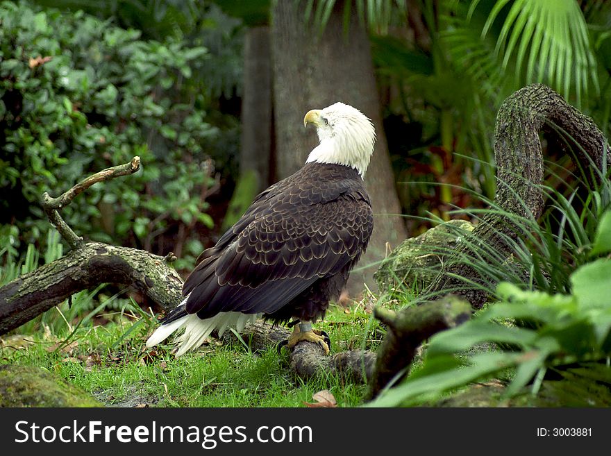 Majestic Eagle