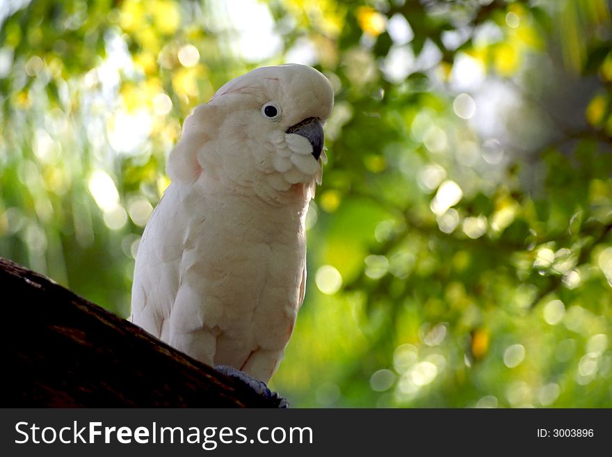 The beautiful and endangered Moluccan cockatoo