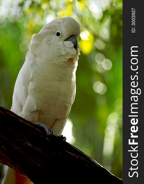 The beautiful and endangered Moluccan cockatoo