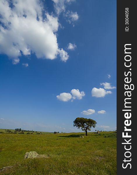 Green Hill with Oak Tree - Portugal Landscape
