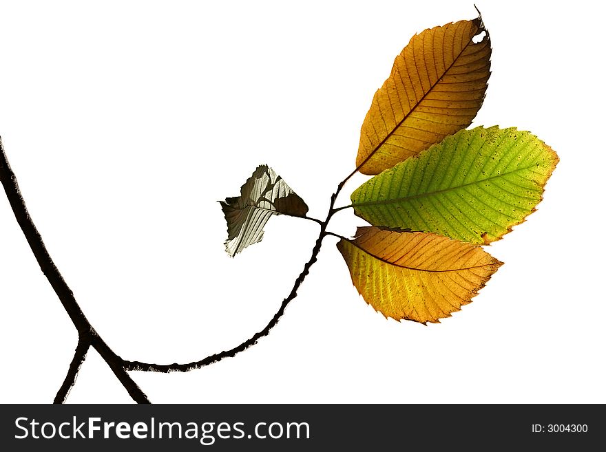 Autumn fall leaves on white background