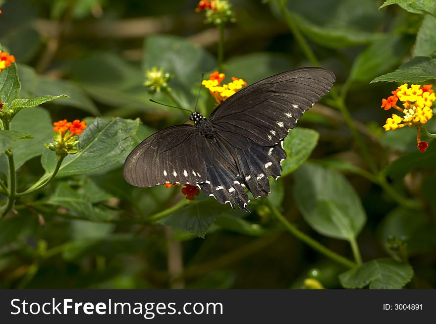 Black Butterfly with Whit Spots Flying over Plants and Flowers. Black Butterfly with Whit Spots Flying over Plants and Flowers