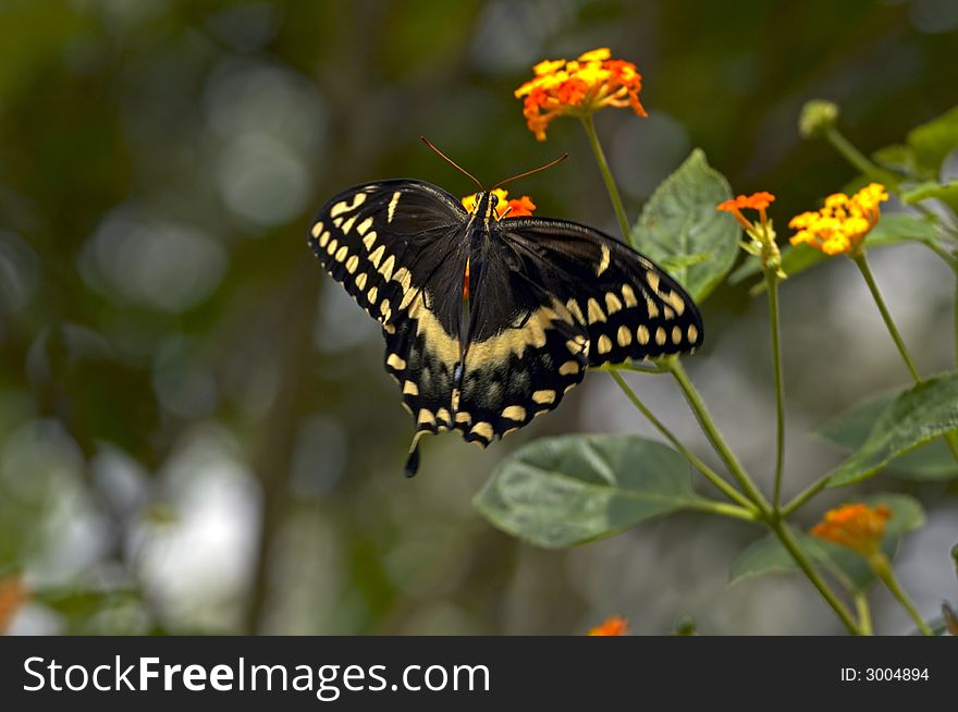 Black and Gold Butterfly flying and feeding