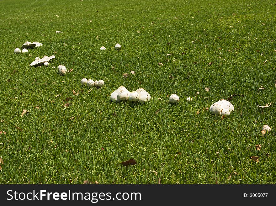 Mushrooms On Green Grassland
