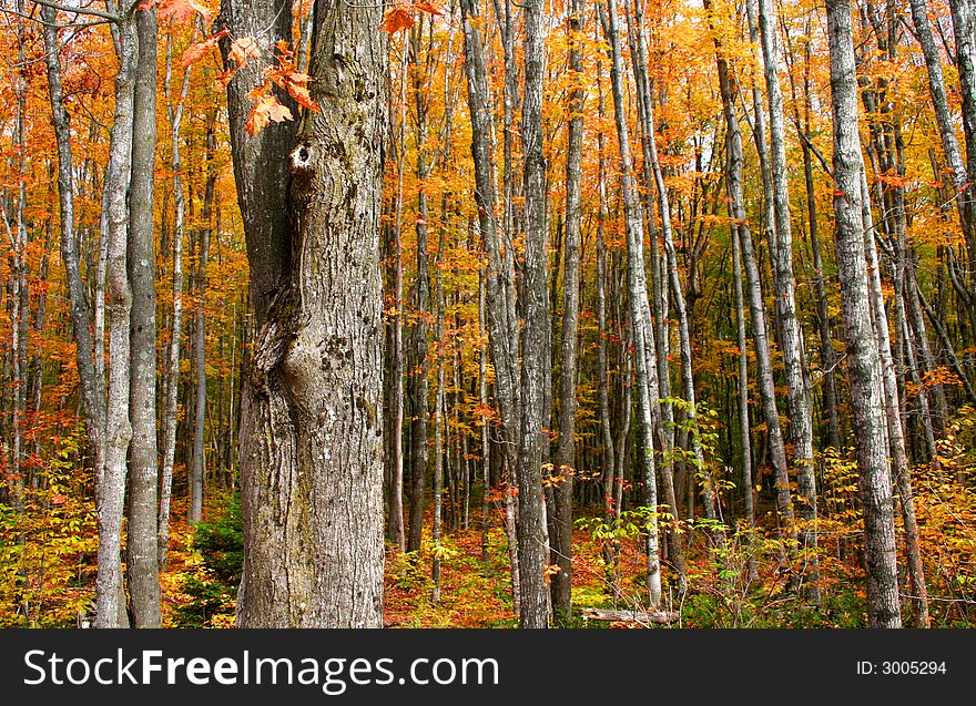Tall colorful trees during autumn time in Michigan. Tall colorful trees during autumn time in Michigan