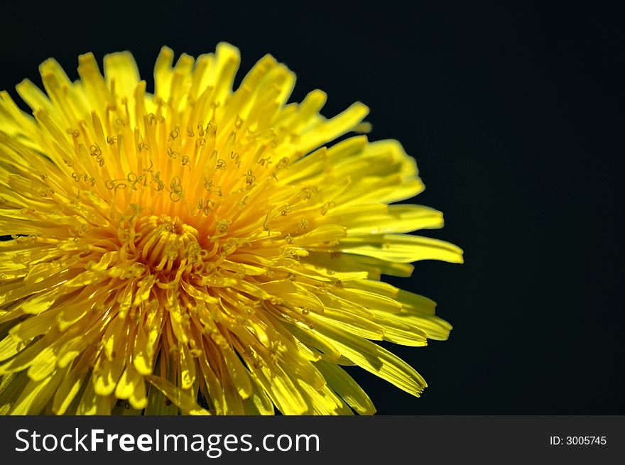 The magnificent flower of dandelion is lighted up a generous spring sun by a fragment on a black background. The magnificent flower of dandelion is lighted up a generous spring sun by a fragment on a black background