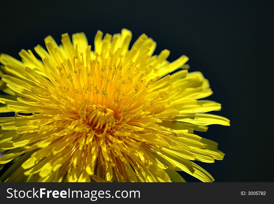 The magnificent flower of dandelion is lighted up a generous spring sun by a fragment on a black background. The magnificent flower of dandelion is lighted up a generous spring sun by a fragment on a black background