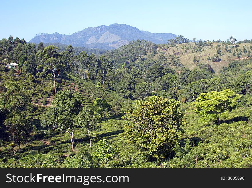 Tea plantation near Ella, Sri Lanka