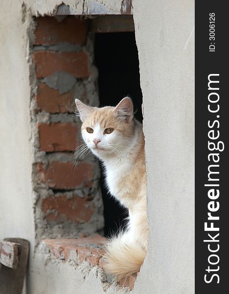 A cat sitting in a opening of window. A cat sitting in a opening of window