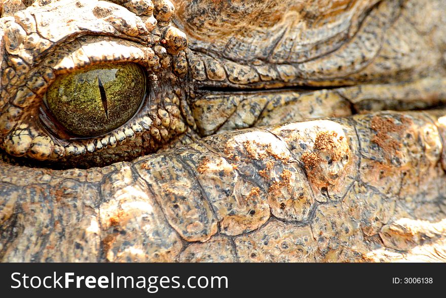 Eye and face of an African Nile Crocodile. Eye and face of an African Nile Crocodile