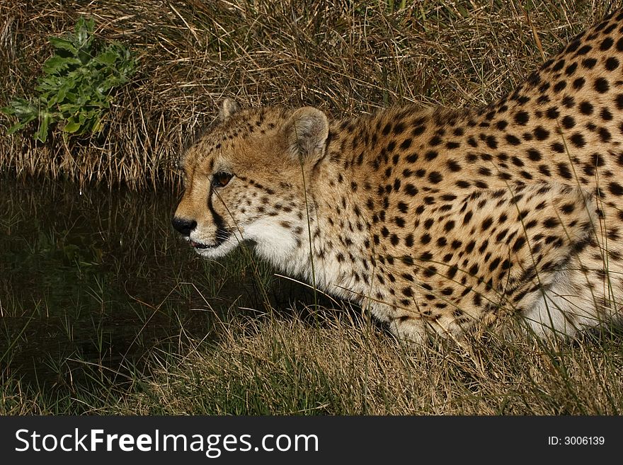 Cheetah about to drink at a pool