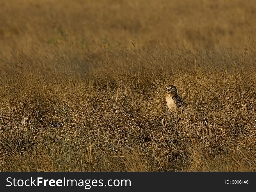 Burrowing Owl perched on fencepost