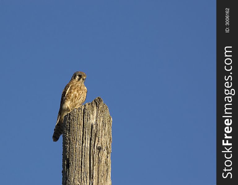 Kestral perched on top of a pole