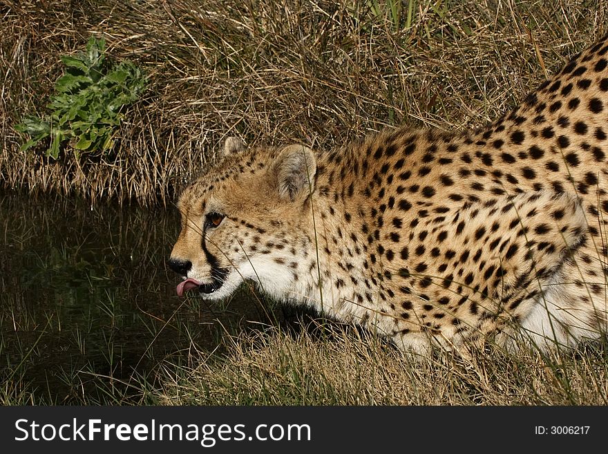 Cheetah having a drink at pool on a hot day