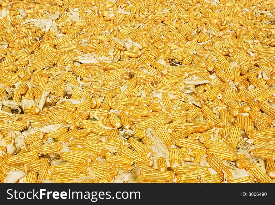Newly harvested cron being sun dried in a farm in Ilocos Province, Philippines. Newly harvested cron being sun dried in a farm in Ilocos Province, Philippines